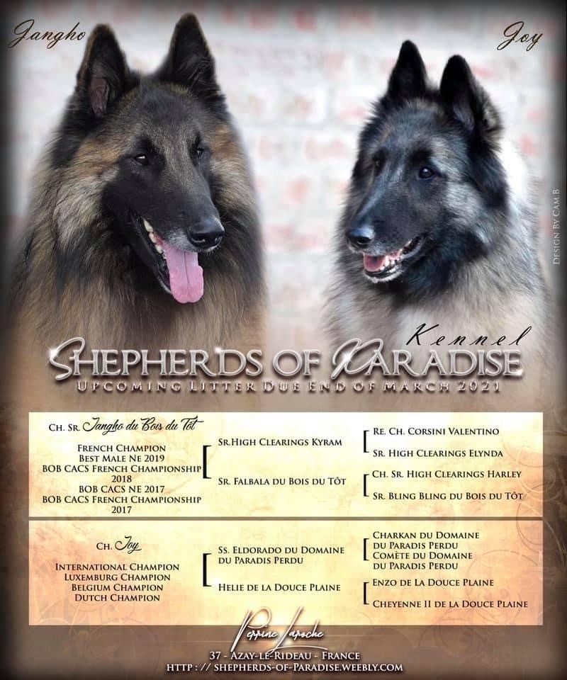 Shepherds Of Paradise - Berger Belge - Portée née le 30/03/2021