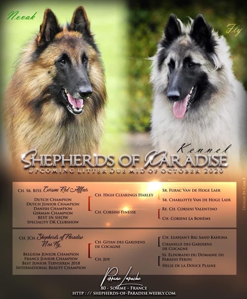 Shepherds Of Paradise - Berger Belge - Portée née le 11/10/2020