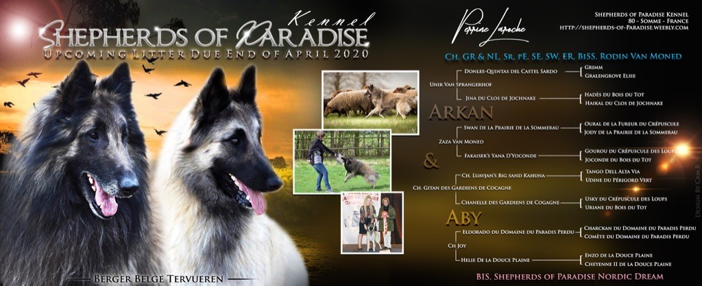 Shepherds Of Paradise - Berger Belge - Portée née le 26/04/2020