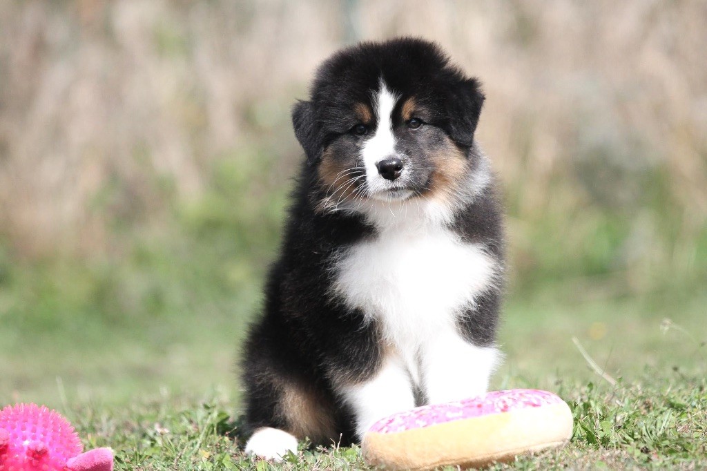 chiot Berger Australien Shepherds Of Paradise