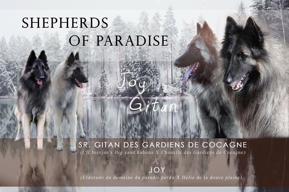 Shepherds Of Paradise - Berger Belge - Portée née le 12/02/2017