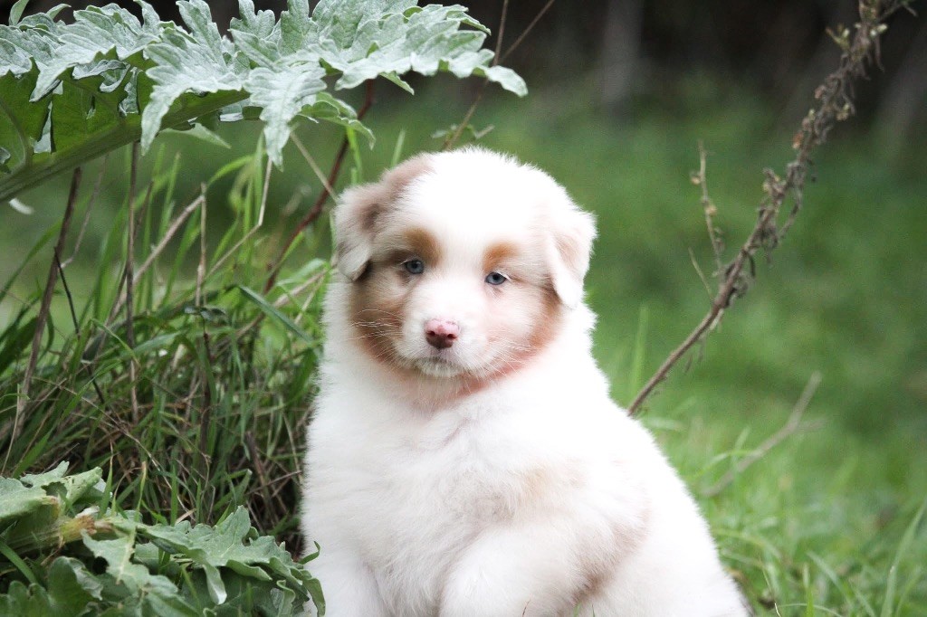 Shepherds Of Paradise - Chiot disponible  - Berger Australien