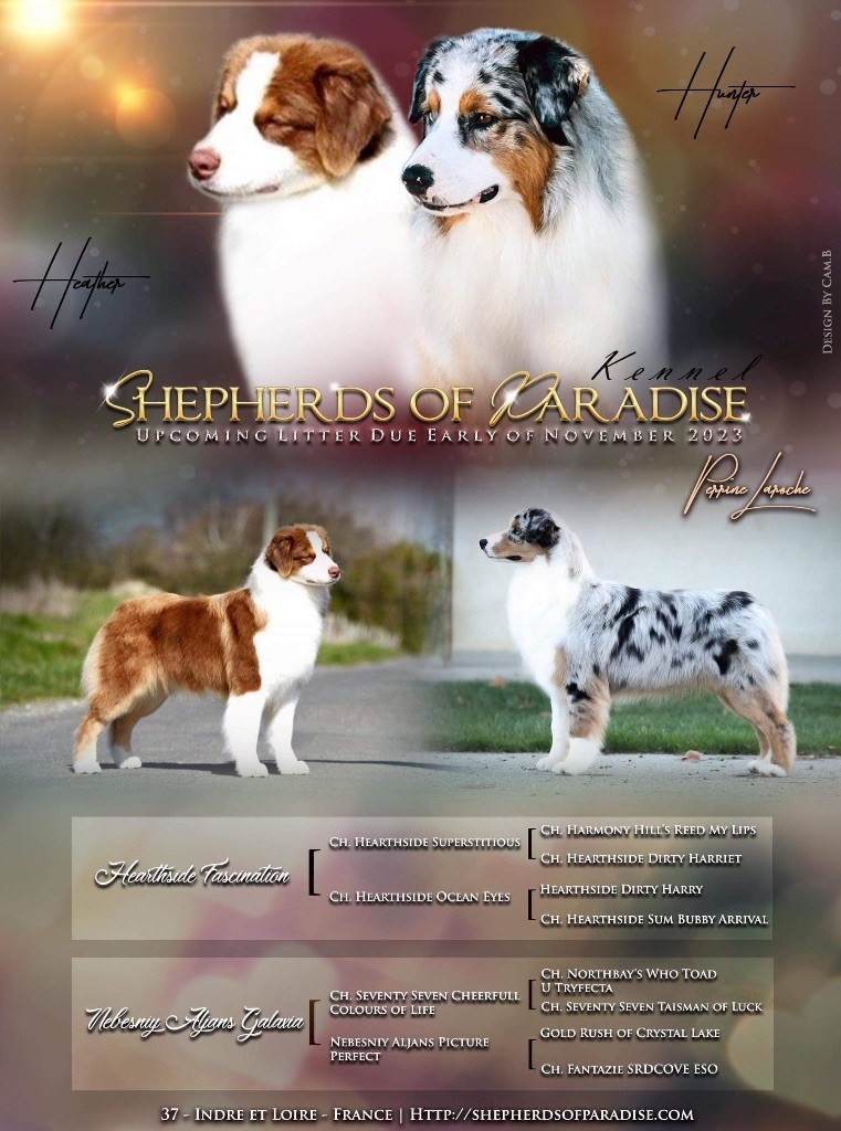 chiot Berger Australien Shepherds Of Paradise