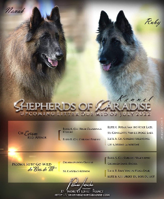 Shepherds Of Paradise - Berger Belge - Portée née le 21/07/2022
