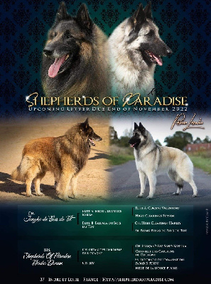 Shepherds Of Paradise - Berger Belge - Portée née le 23/01/2023