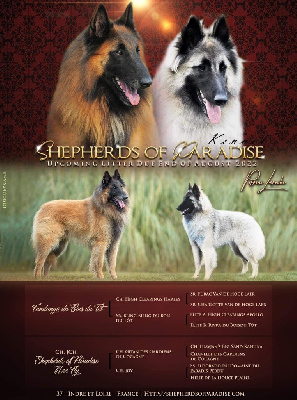 Shepherds Of Paradise - Berger Belge - Portée née le 12/09/2022
