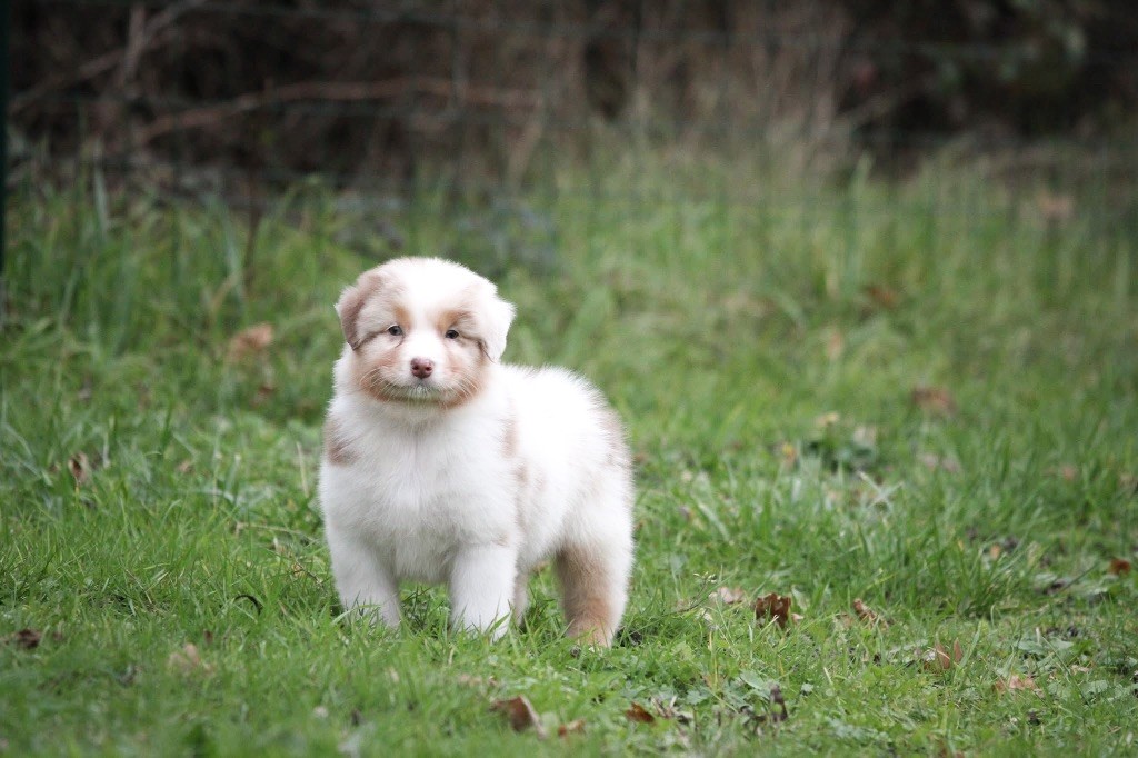 Shepherds Of Paradise - Chiot disponible  - Berger Australien