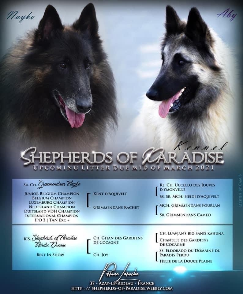 Shepherds Of Paradise - Berger Belge - Portée née le 17/03/2021