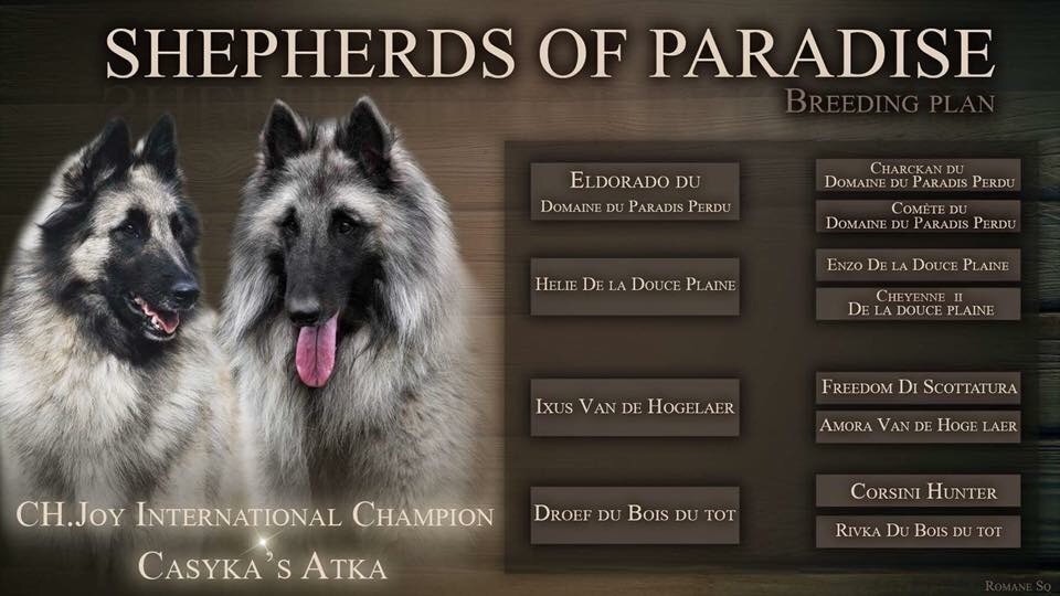 Shepherds Of Paradise - Berger Belge - Portée née le 08/01/2019