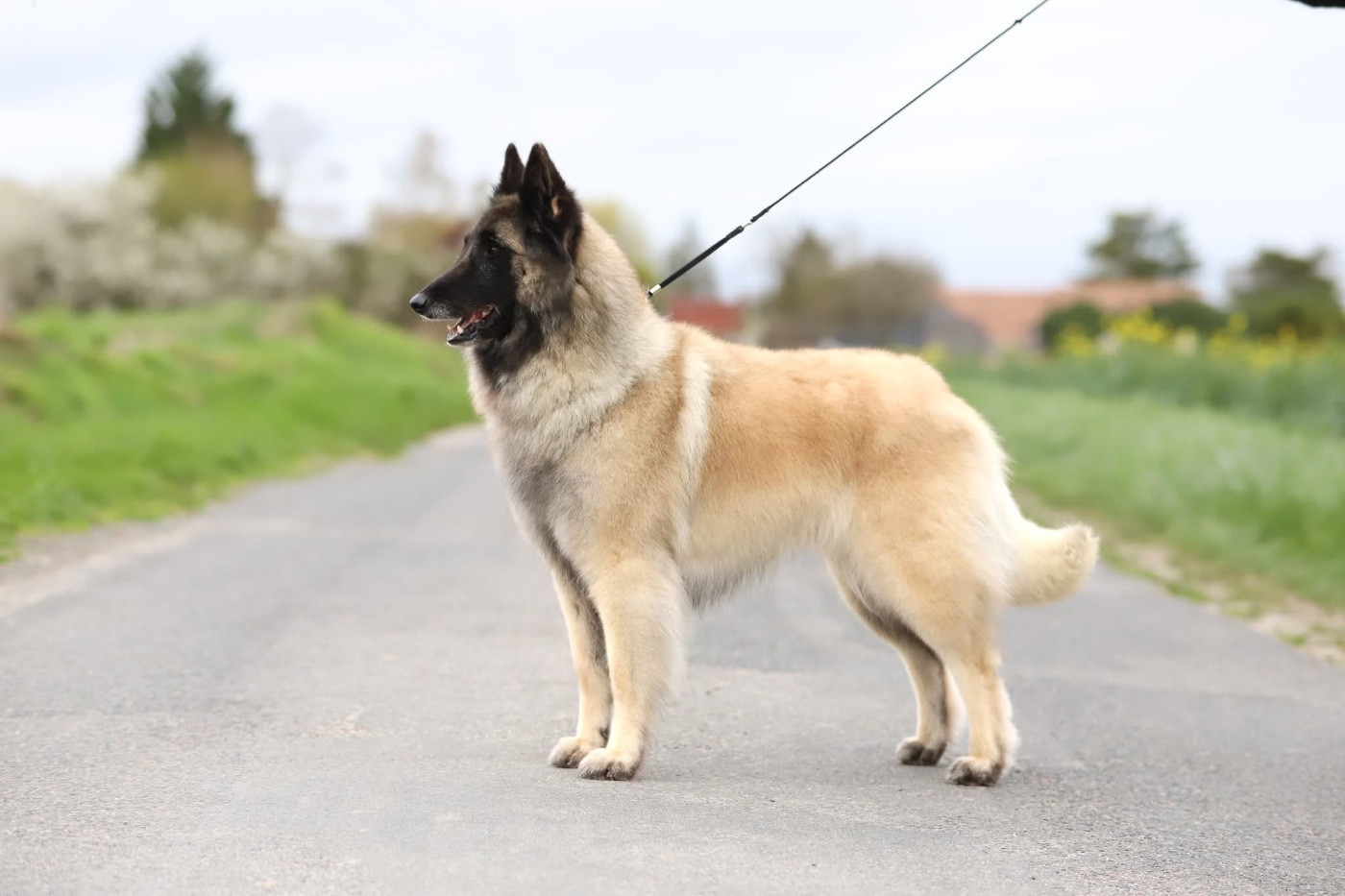 Shepherds Of Paradise Shana