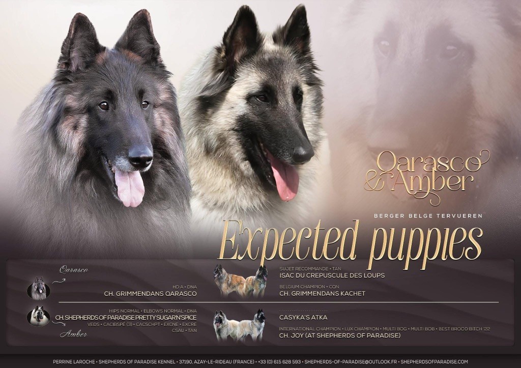 Chiot Berger Belge Shepherds Of Paradise