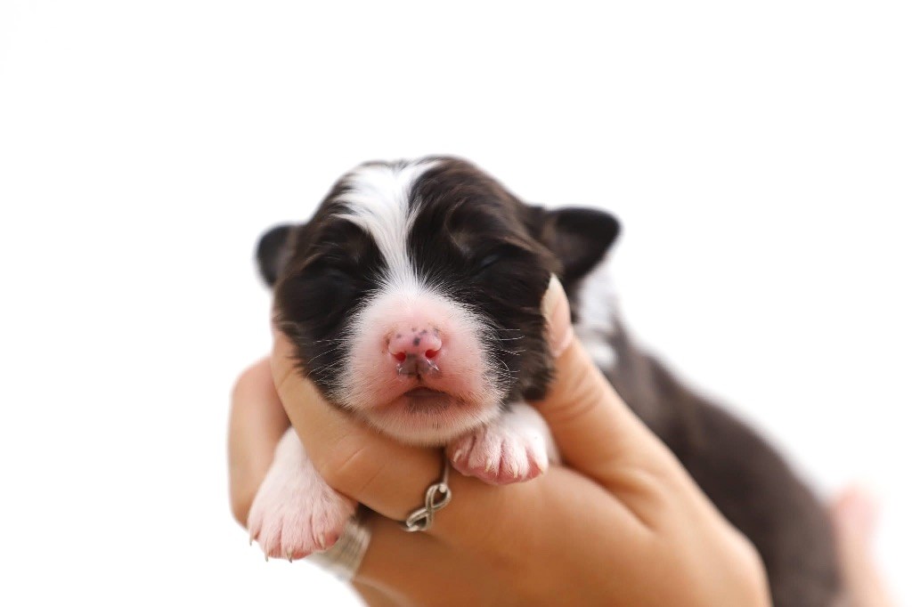 Shepherds Of Paradise - Chiots disponibles - Berger Australien