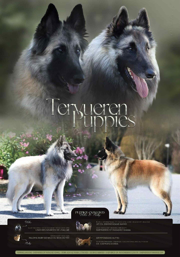 Chiot Berger Belge Shepherds Of Paradise