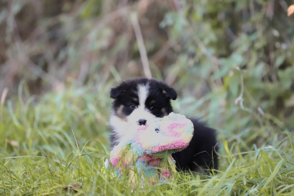 Shepherds Of Paradise - Chiots disponibles - Berger Australien