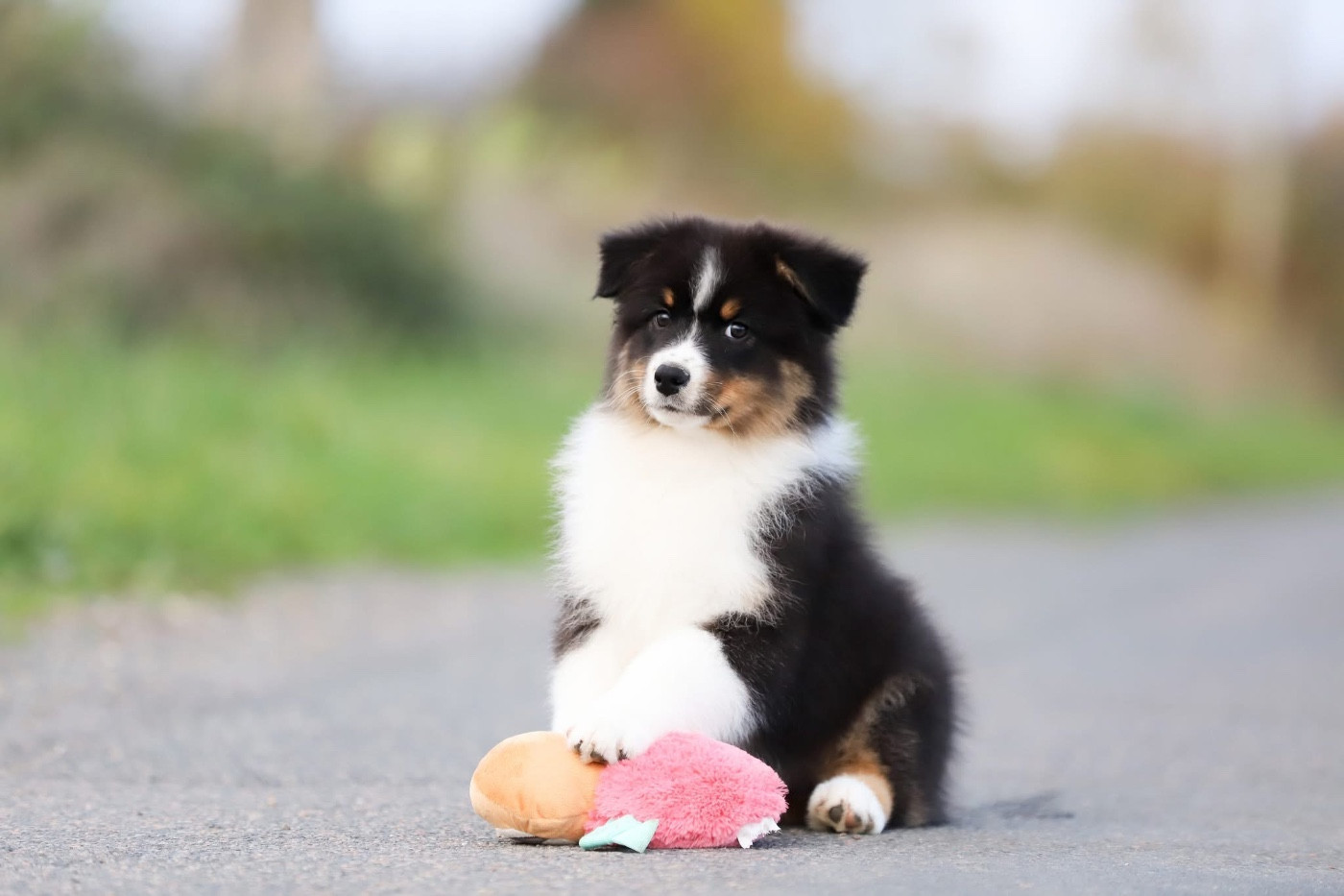 Shepherds Of Paradise - Chiots disponibles - Berger Australien