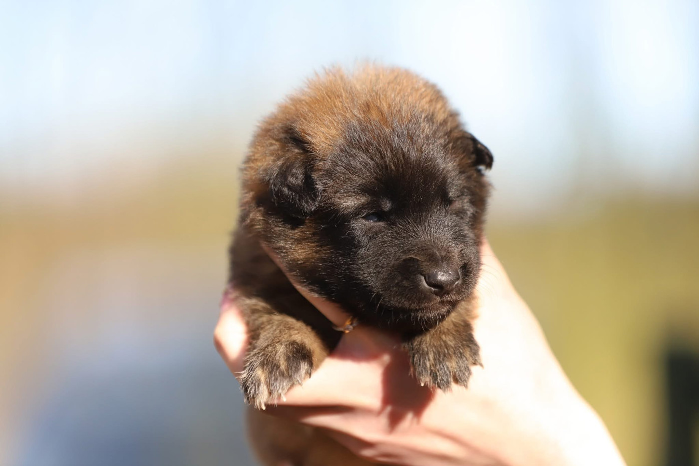 Shepherds Of Paradise - Chiots disponibles - Berger Belge