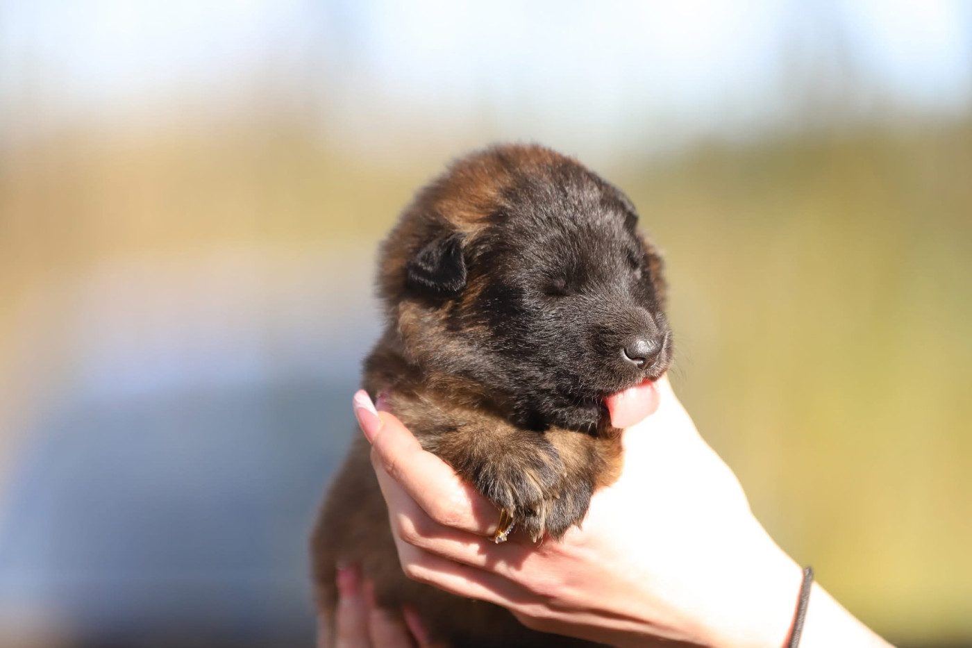 Shepherds Of Paradise - Chiots disponibles - Berger Belge