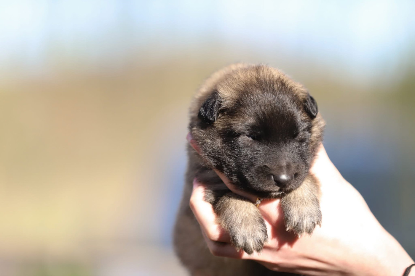 Shepherds Of Paradise - Chiots disponibles - Berger Belge