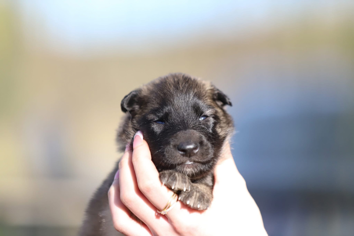 Shepherds Of Paradise - Chiots disponibles - Berger Belge