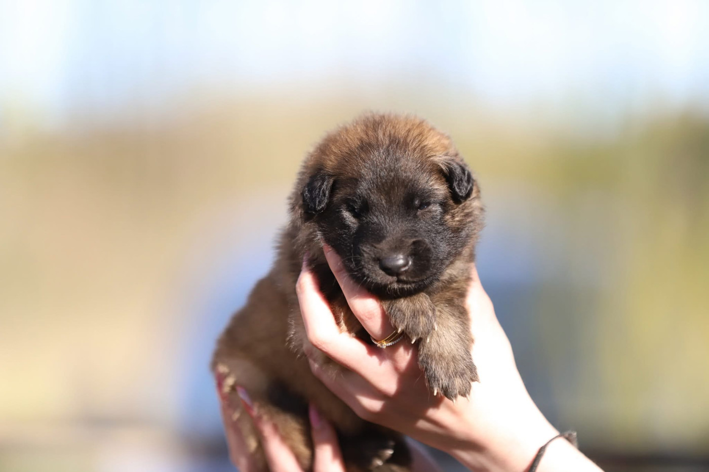 Shepherds Of Paradise - Chiots disponibles - Berger Belge