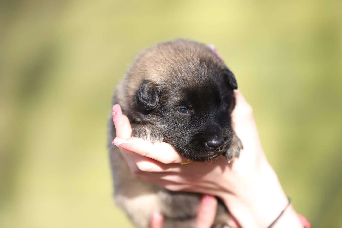 Shepherds Of Paradise - Chiots disponibles - Berger Belge
