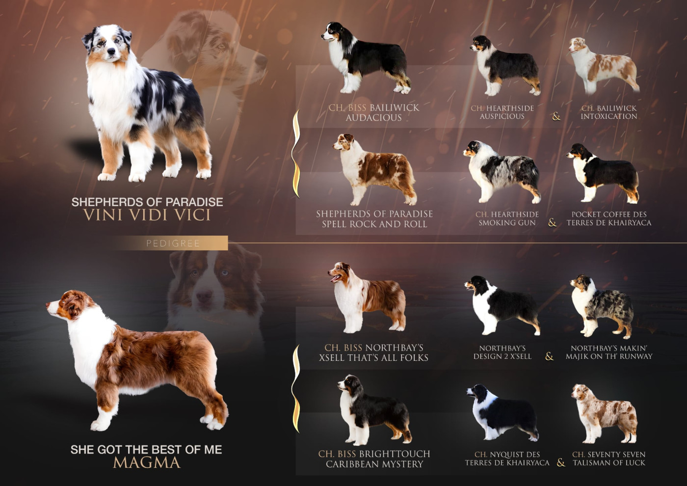 Chiot Berger Australien Shepherds Of Paradise