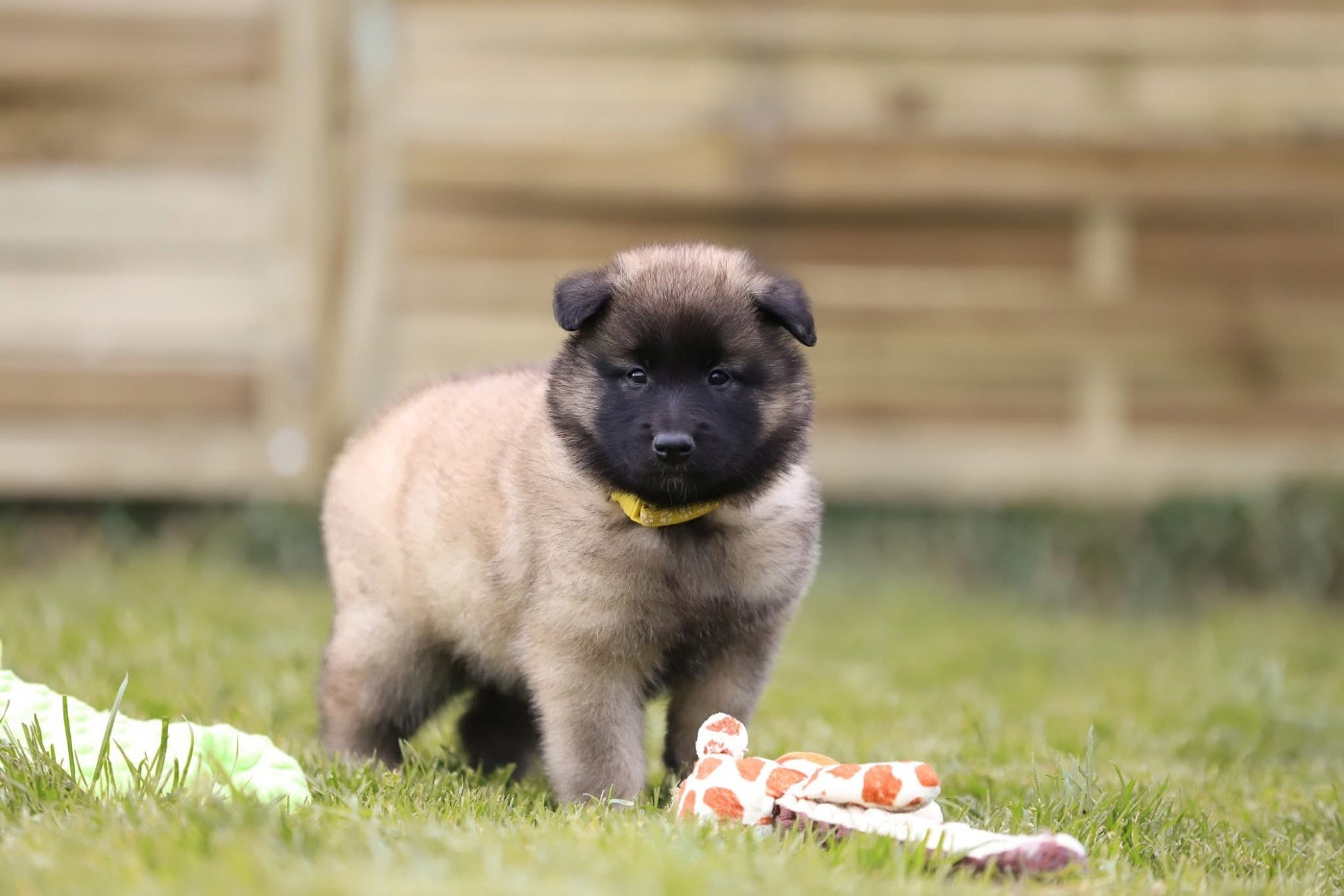 Shepherds Of Paradise - Chiots disponibles - Berger Belge
