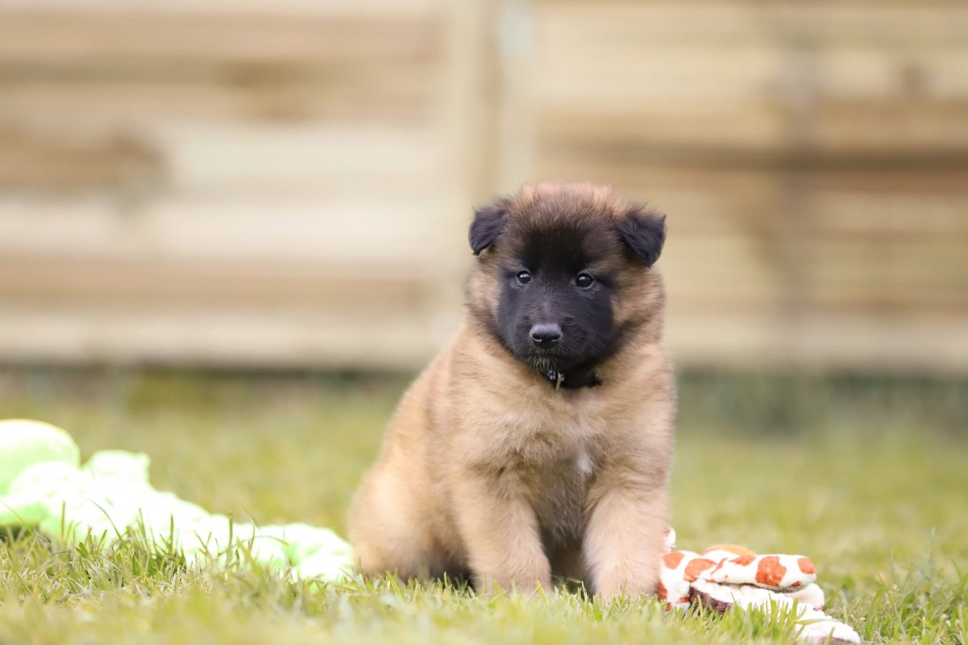 Shepherds Of Paradise - Chiots disponibles - Berger Belge