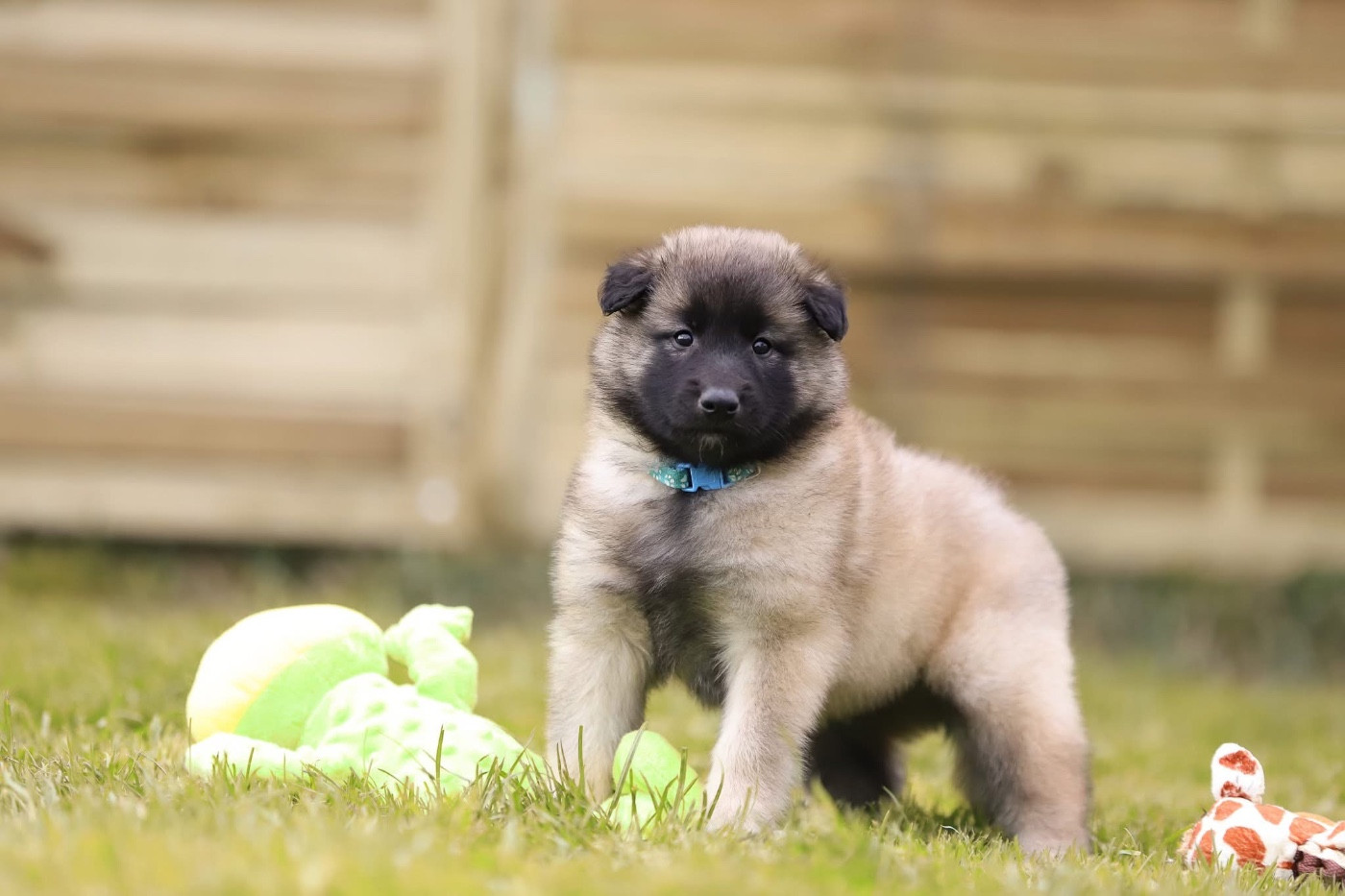 Shepherds Of Paradise - Chiots disponibles - Berger Belge