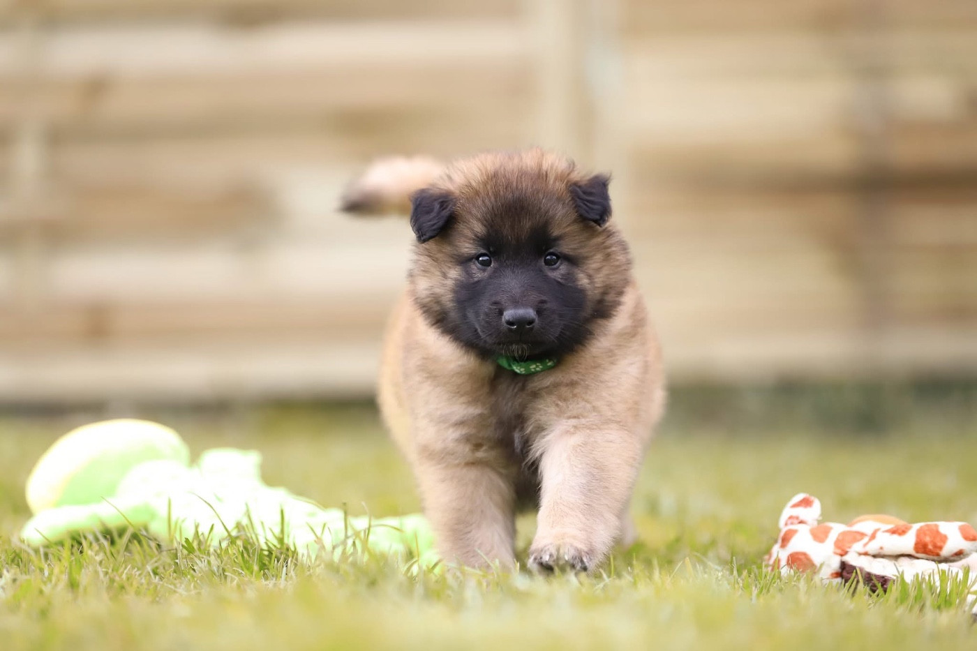 Shepherds Of Paradise - Chiots disponibles - Berger Belge