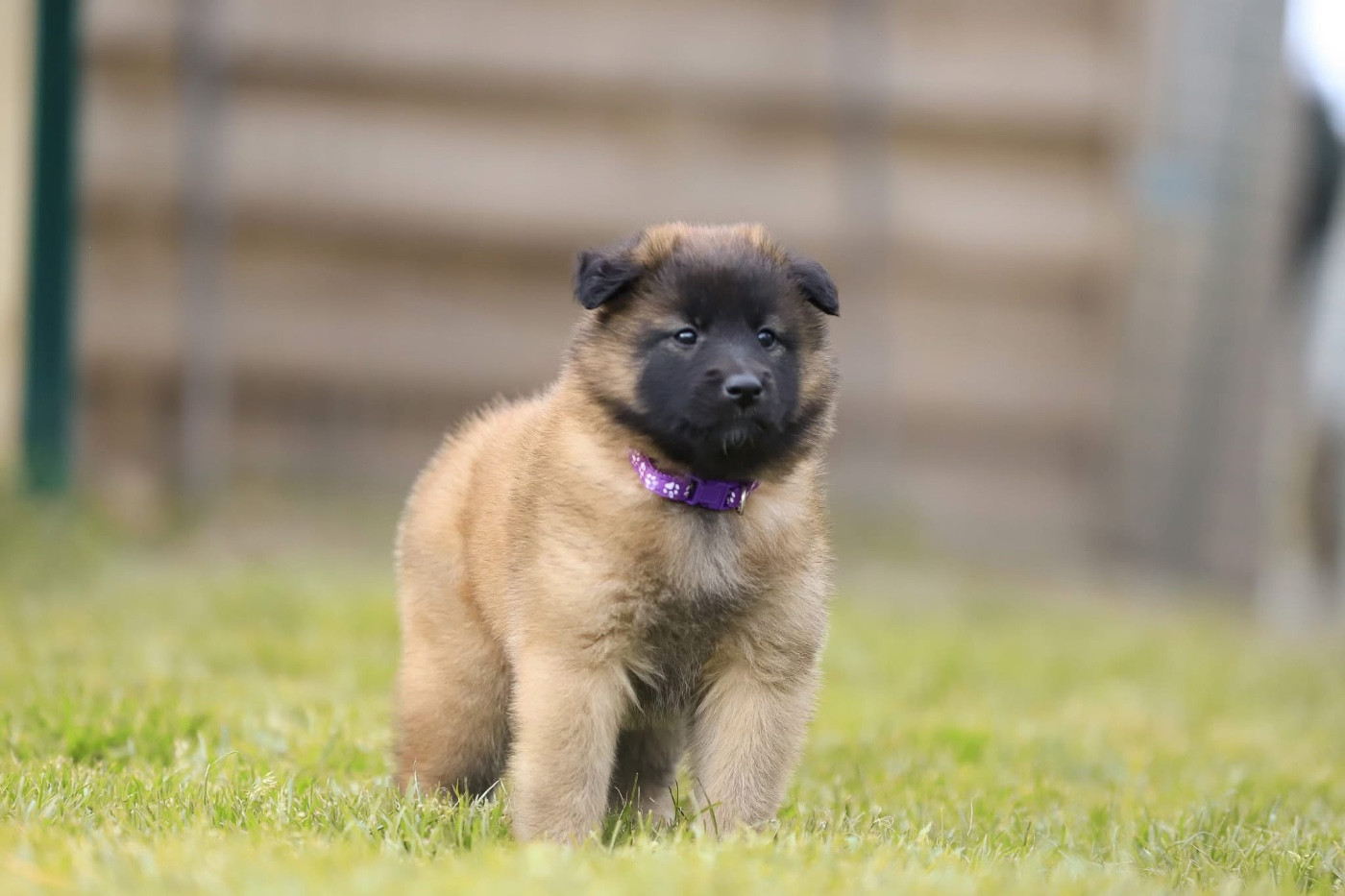 Shepherds Of Paradise - Chiots disponibles - Berger Belge