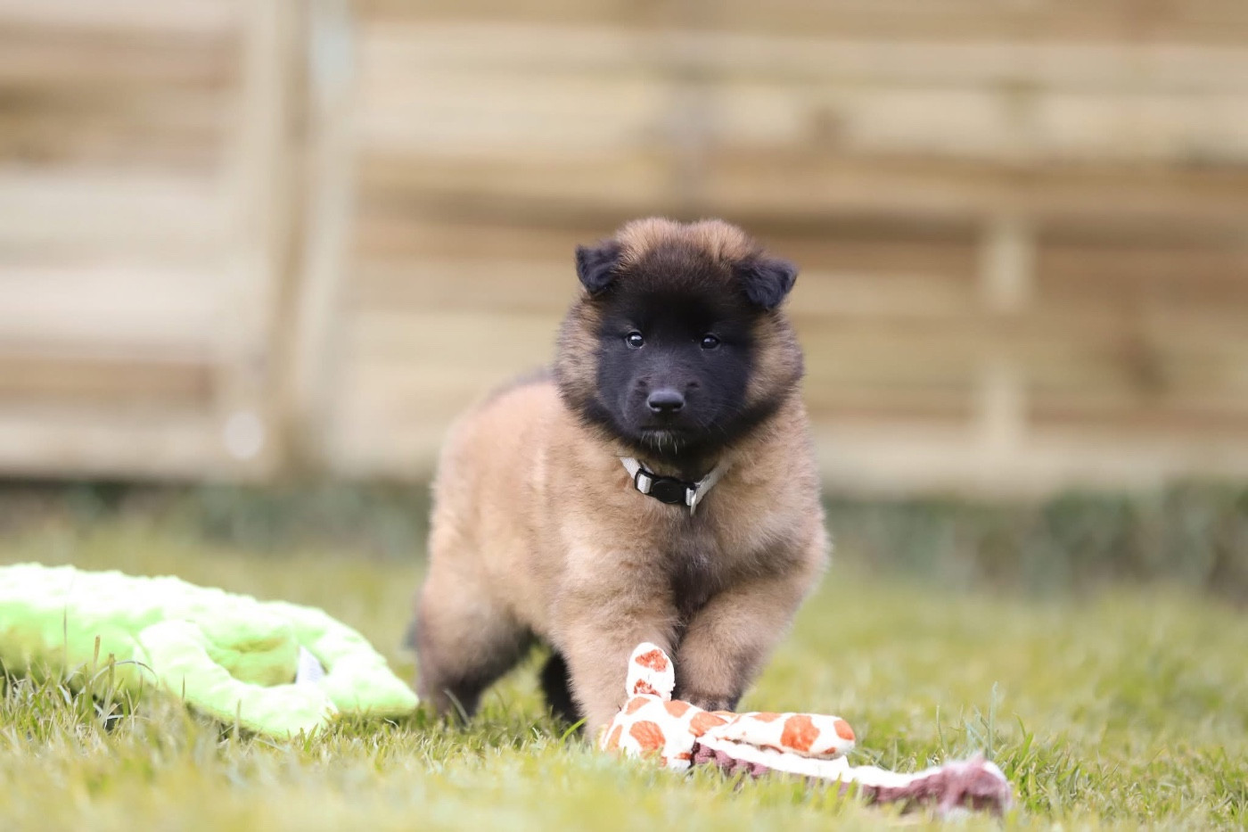 Shepherds Of Paradise - Chiots disponibles - Berger Belge