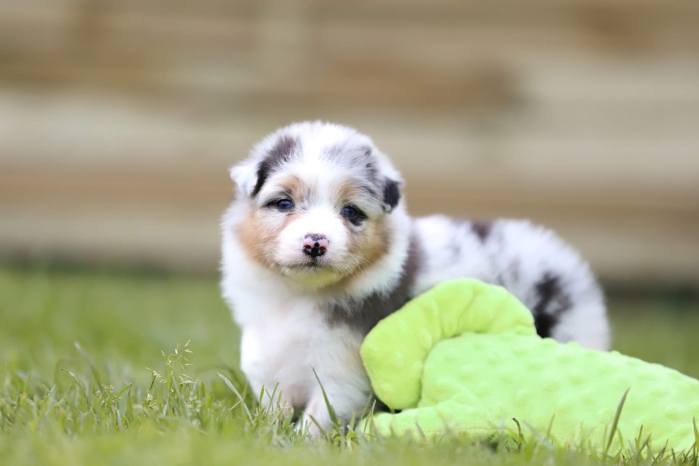 Shepherds Of Paradise - Chiots disponibles - Berger Australien