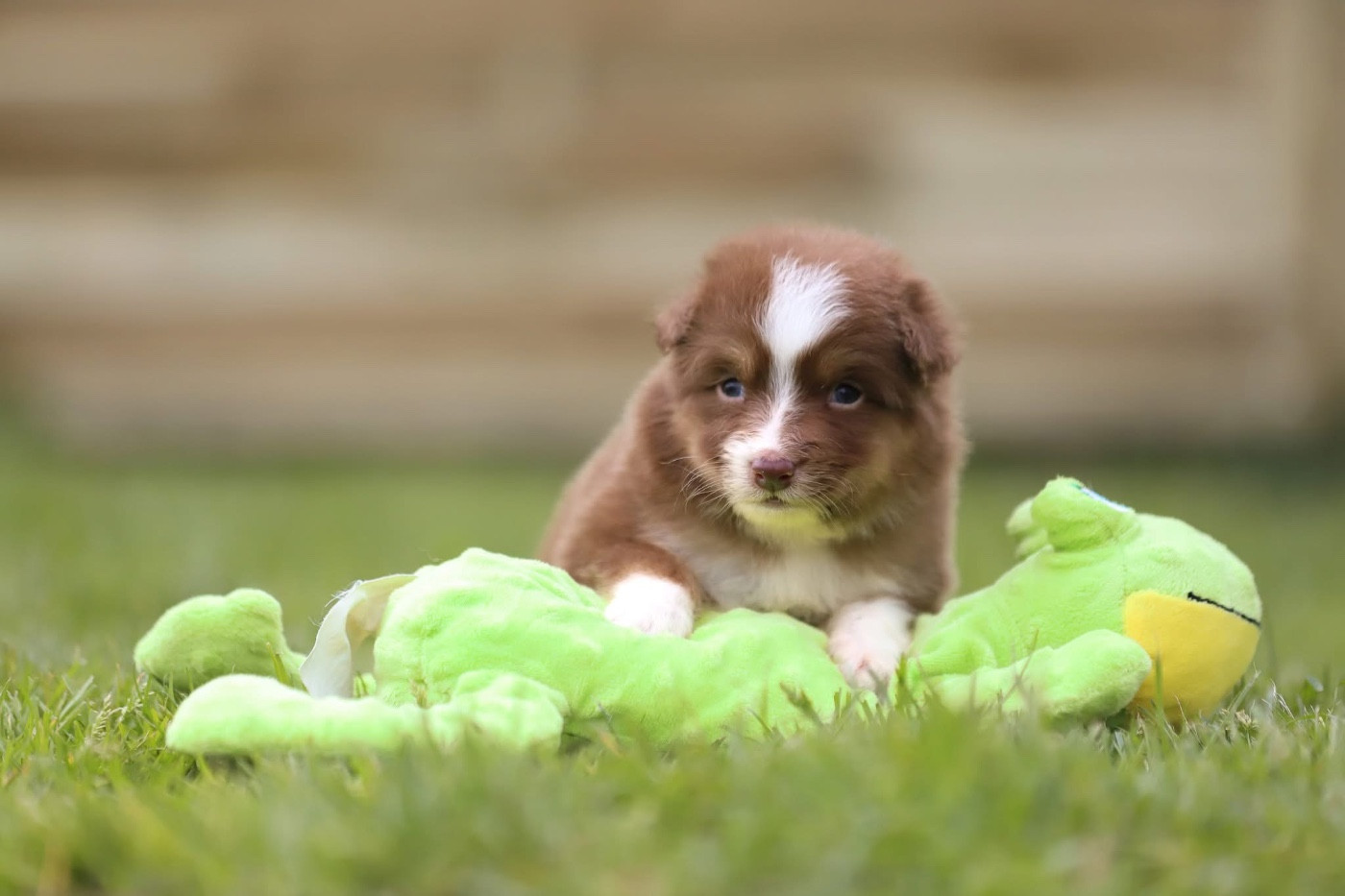 Shepherds Of Paradise - Chiots disponibles - Berger Australien