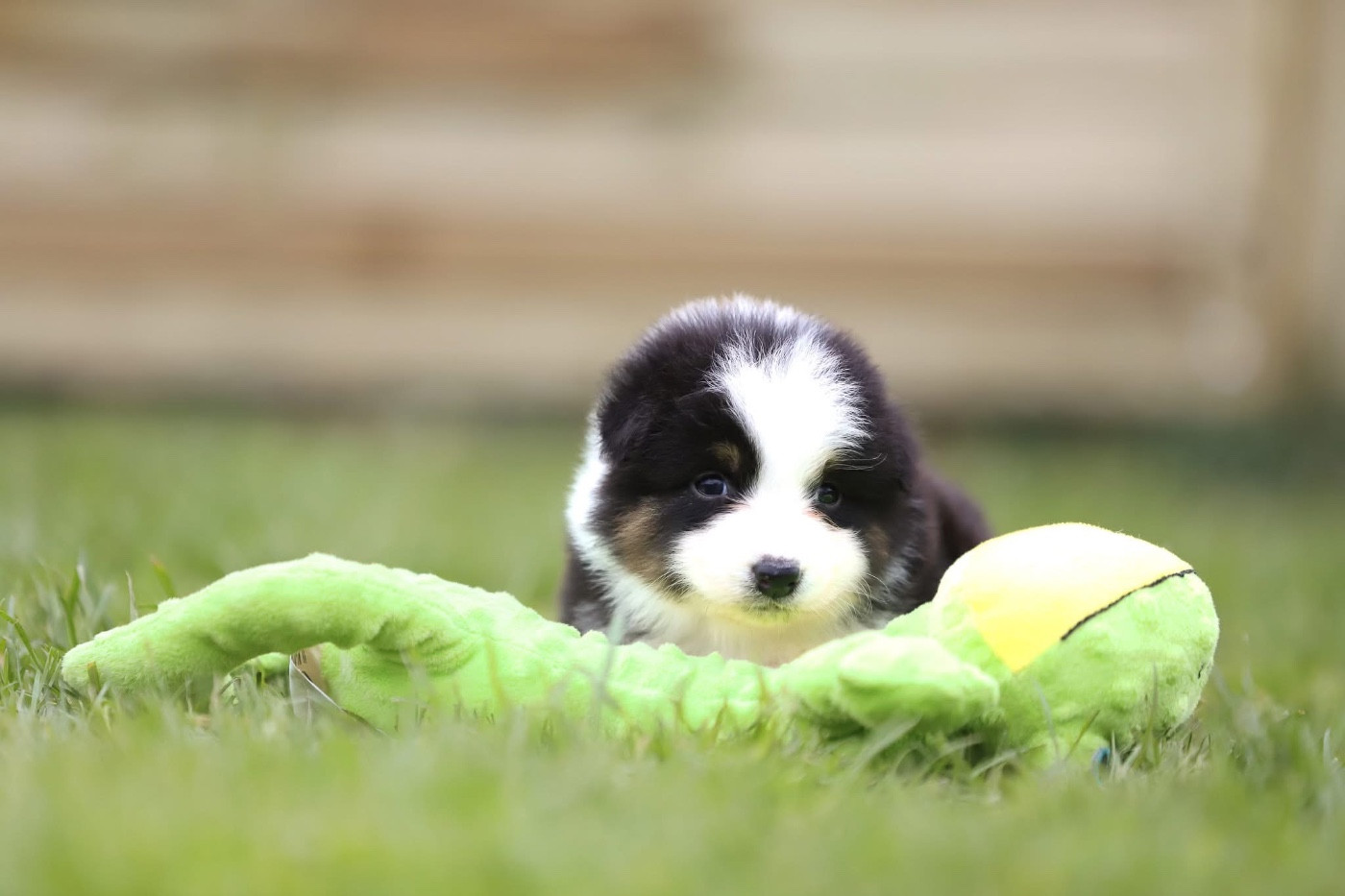 Shepherds Of Paradise - Chiots disponibles - Berger Australien