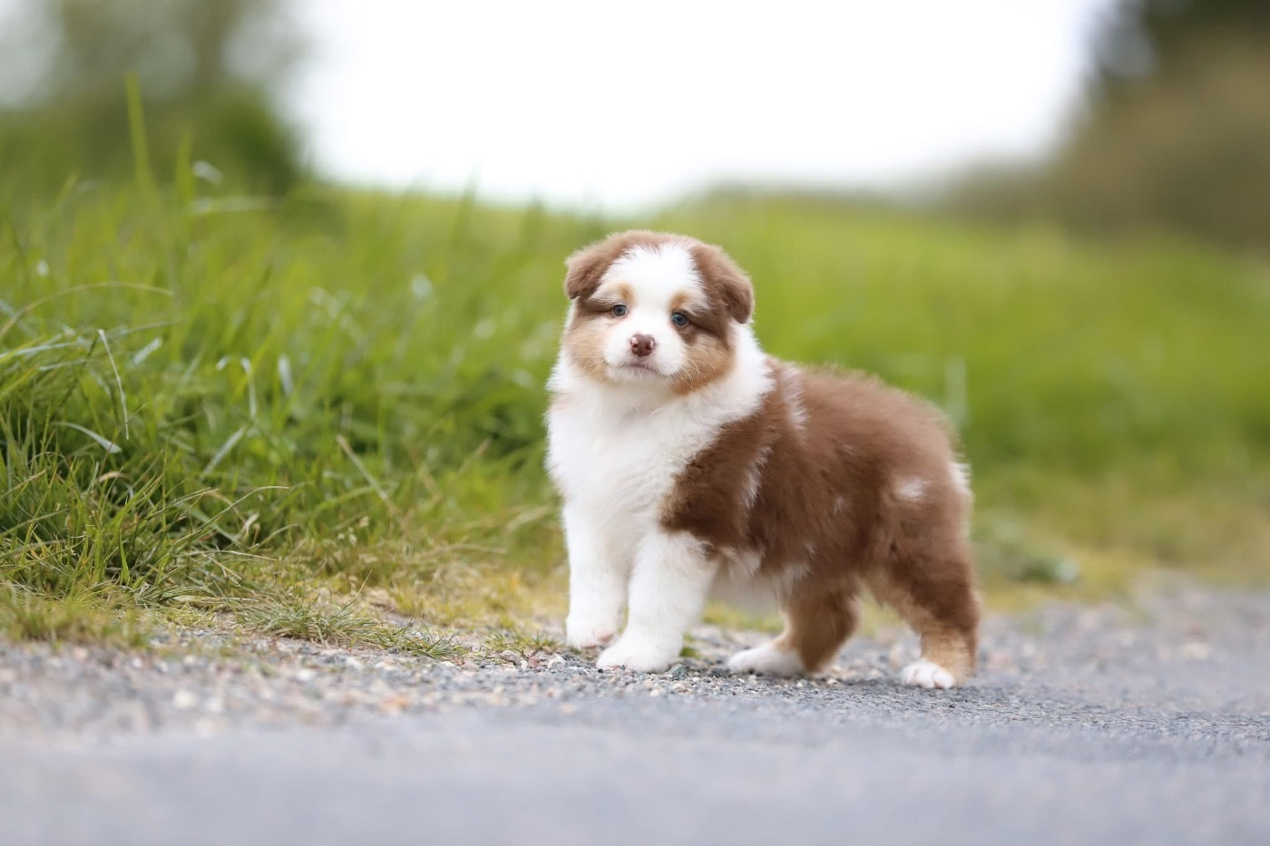 Shepherds Of Paradise - Chiots disponibles - Berger Australien