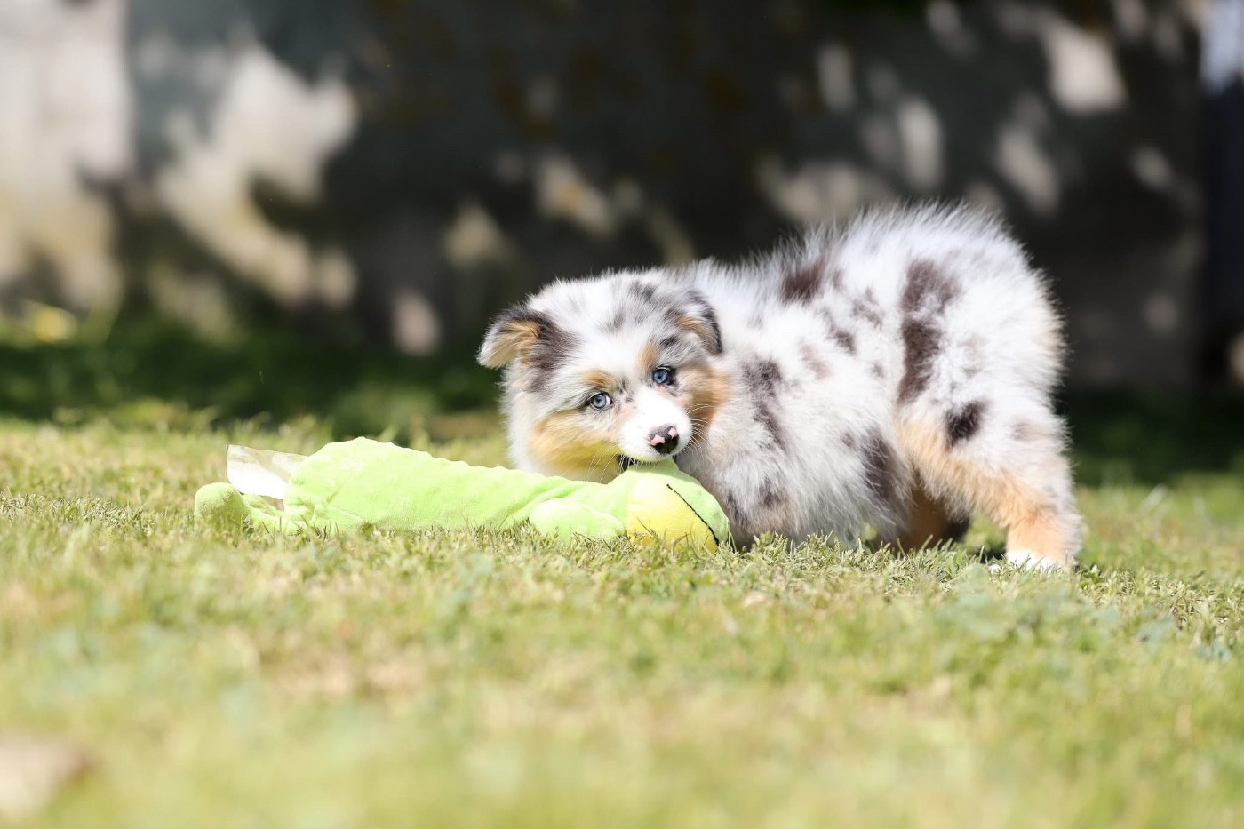 Shepherds Of Paradise - Chiots disponibles - Berger Australien