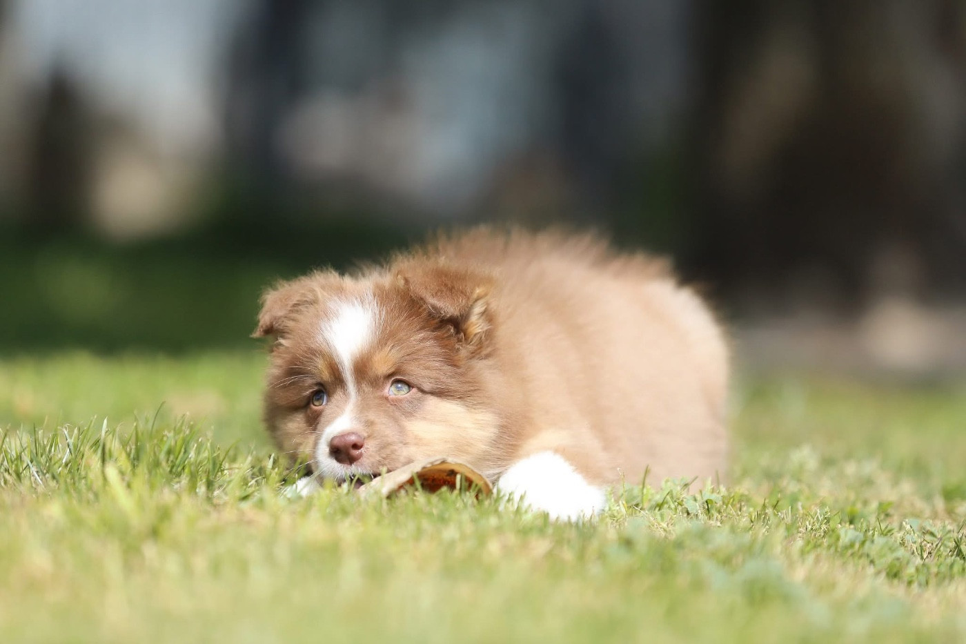 Shepherds Of Paradise - Chiots disponibles - Berger Australien