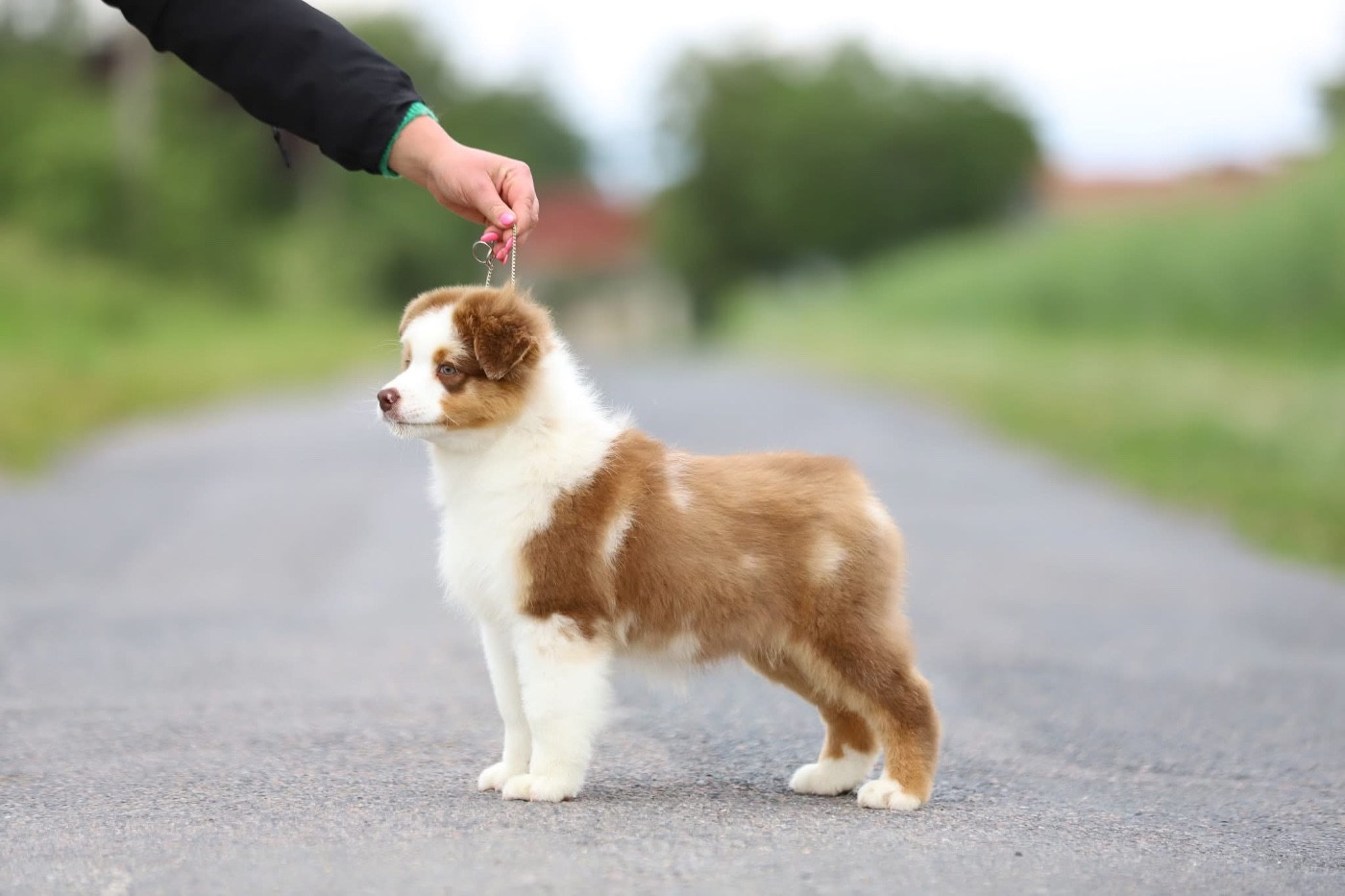 Shepherds Of Paradise - Chiots disponibles - Berger Australien