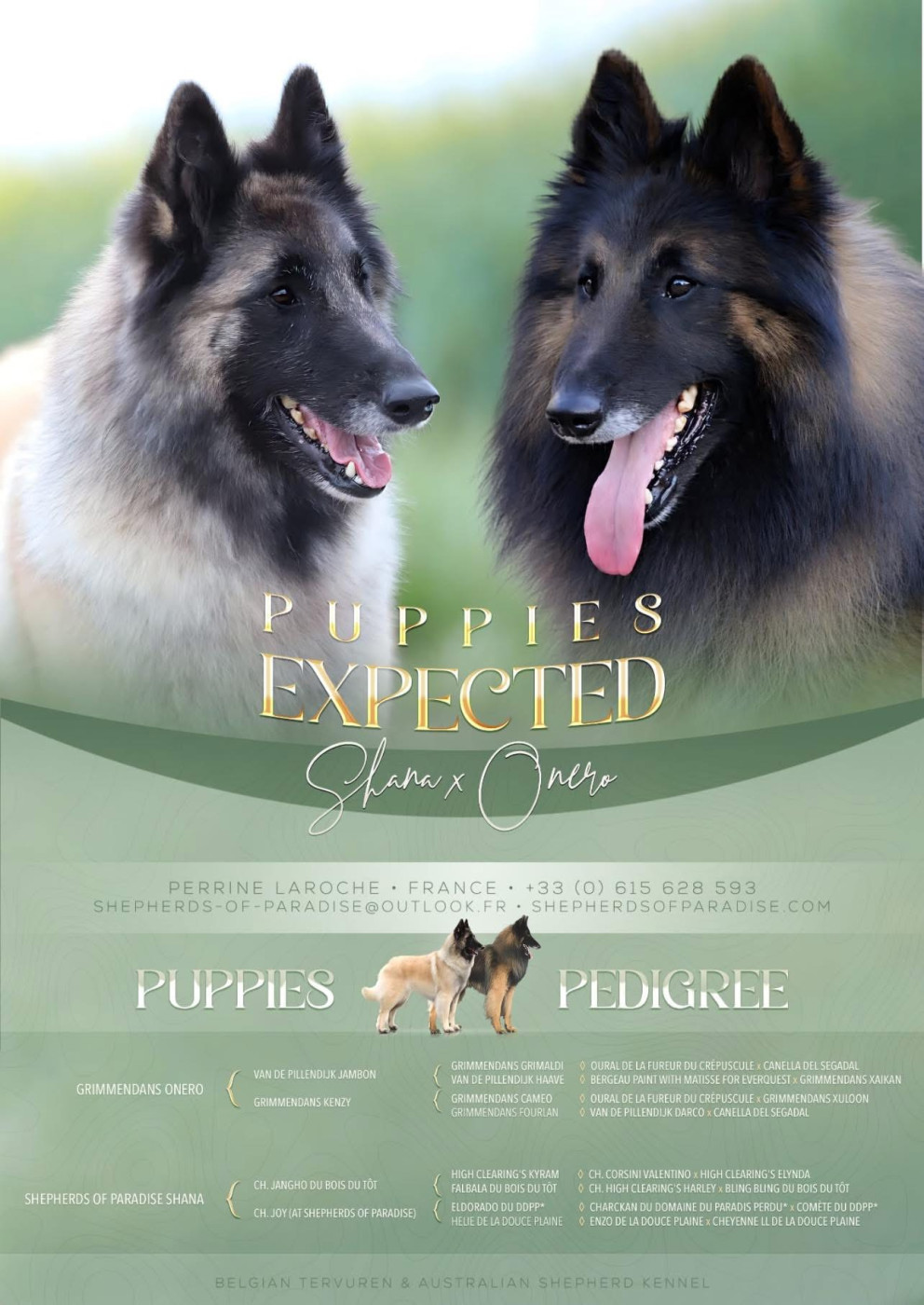 Chiot Berger Belge Shepherds Of Paradise