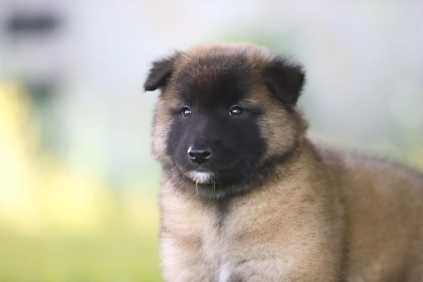 Shepherds Of Paradise - Chiots disponibles - Berger Belge