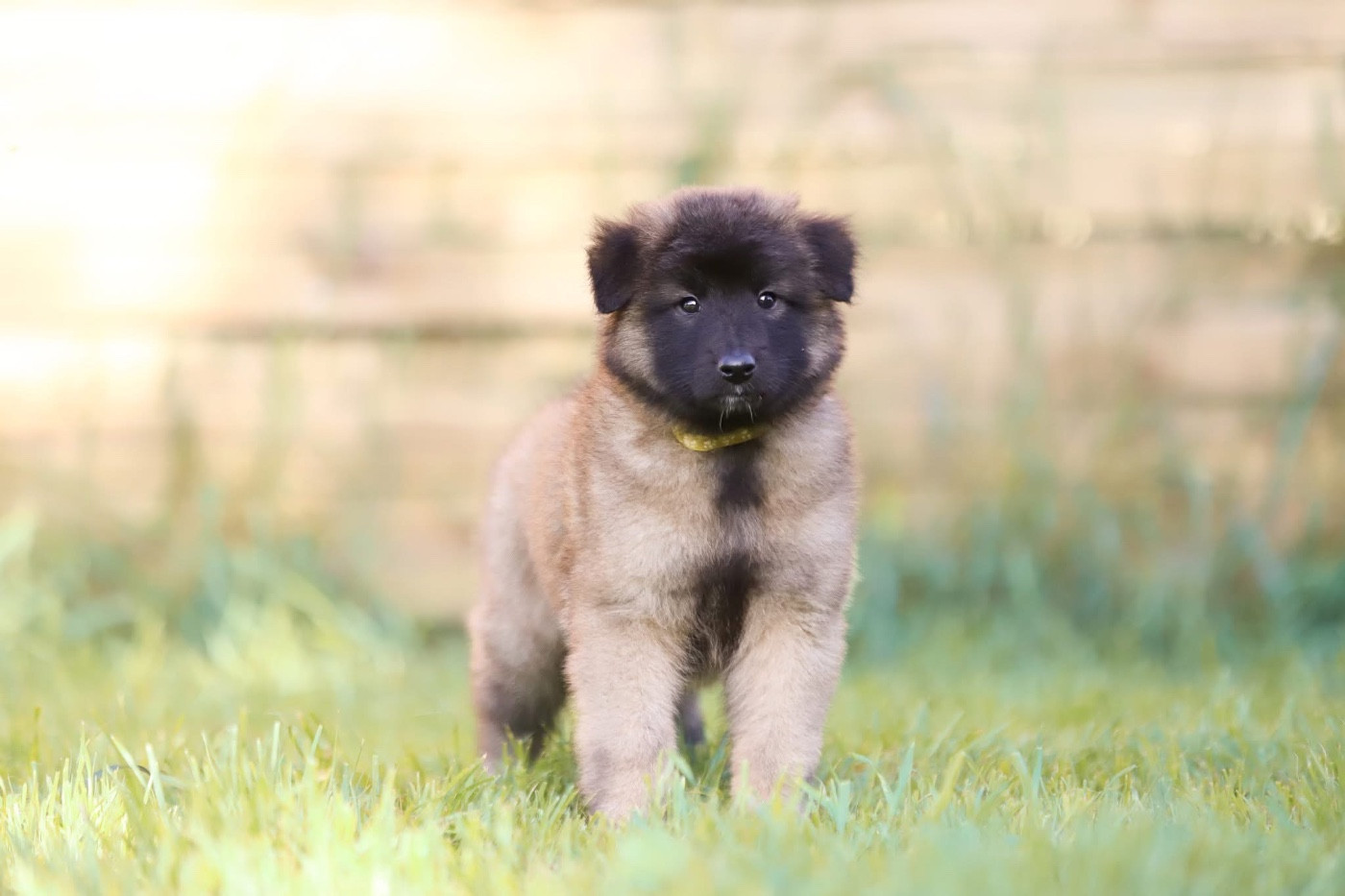 Shepherds Of Paradise - Chiots disponibles - Berger Belge