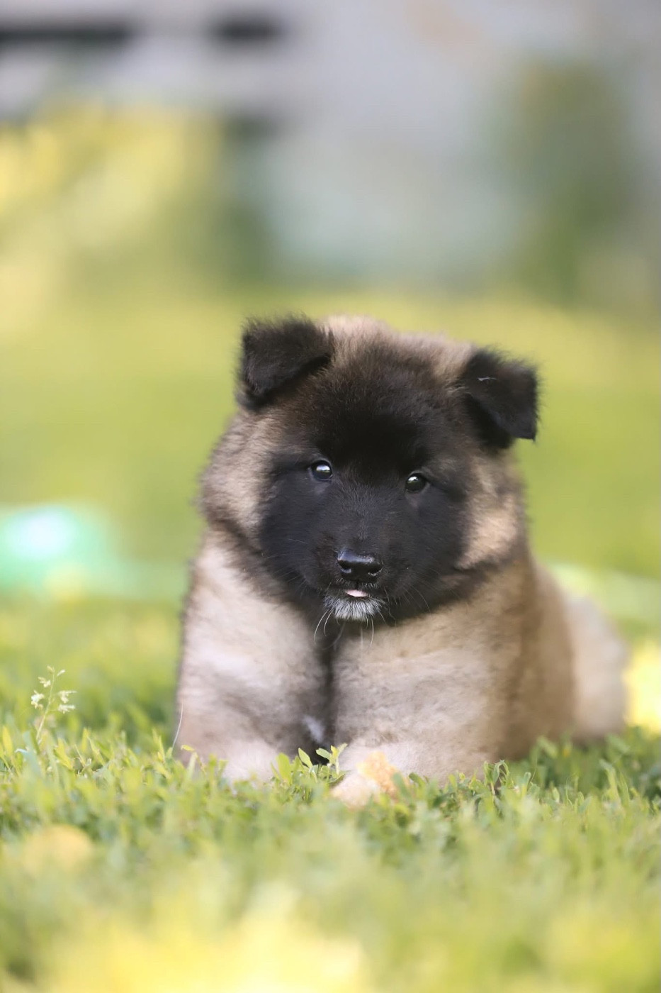 Shepherds Of Paradise - Chiots disponibles - Berger Belge