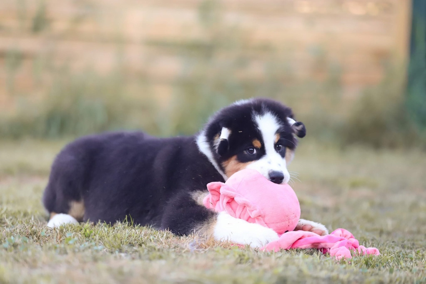 Shepherds Of Paradise - Chiots disponibles - Berger Australien