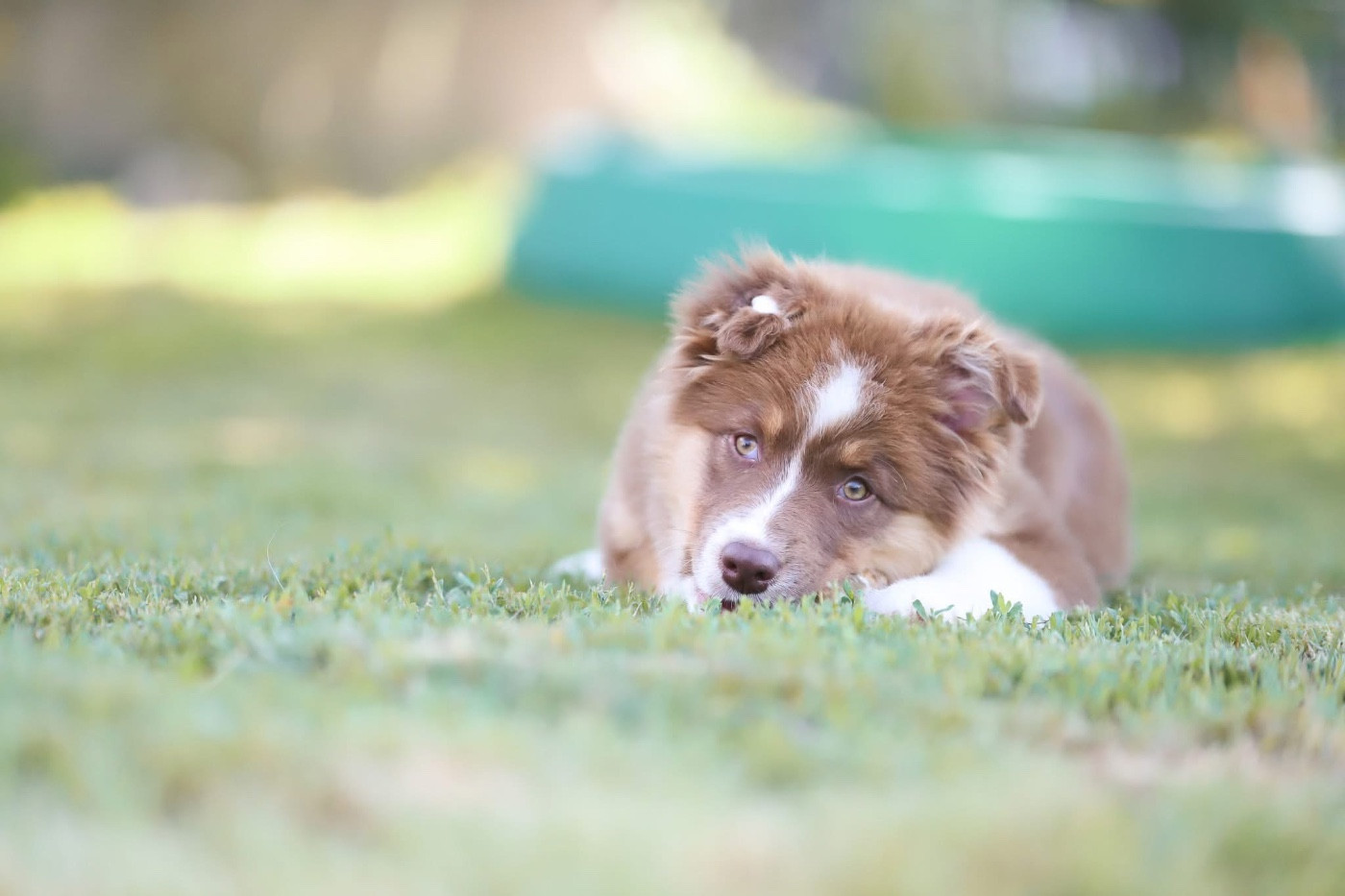 Shepherds Of Paradise - Chiots disponibles - Berger Australien