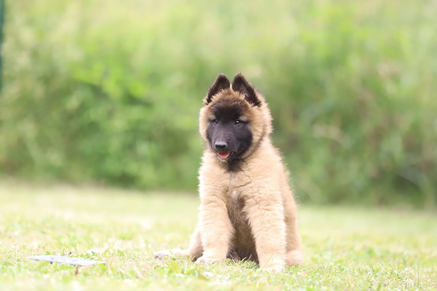 Shepherds Of Paradise - Chiots disponibles - Berger Belge