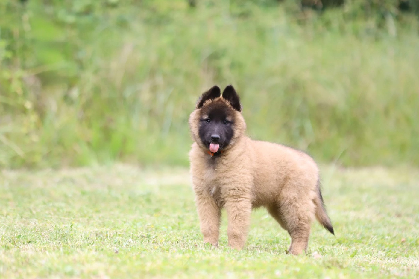 Shepherds Of Paradise - Chiots disponibles - Berger Belge