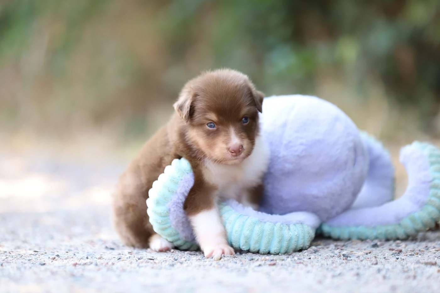 Shepherds Of Paradise - Chiots disponibles - Berger Australien