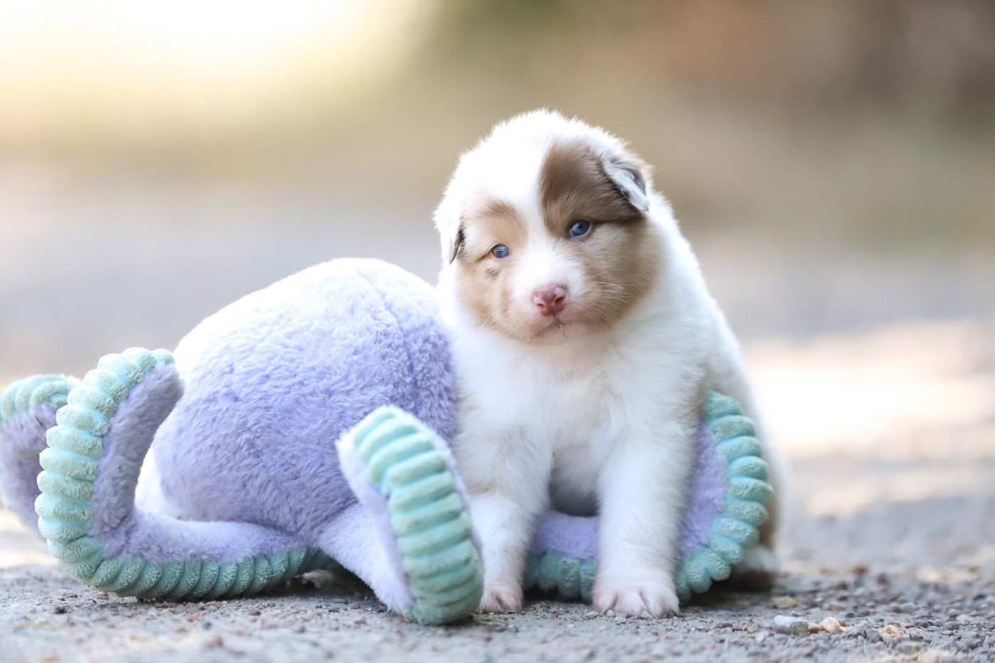 Shepherds Of Paradise - Chiots disponibles - Berger Australien