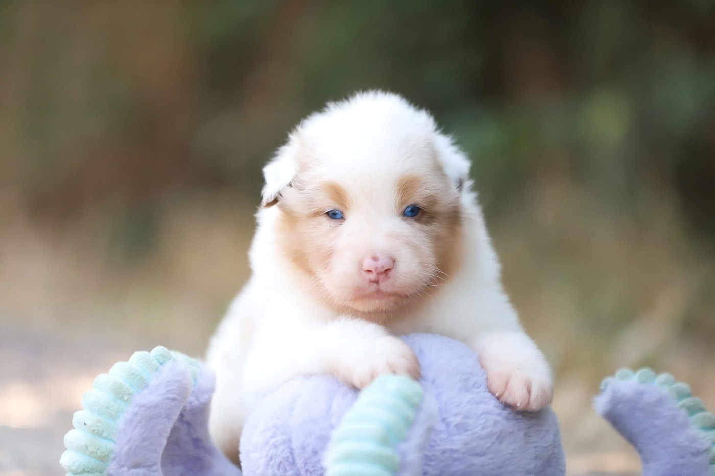 Shepherds Of Paradise - Chiots disponibles - Berger Australien